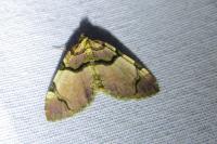 Anticlea derivata