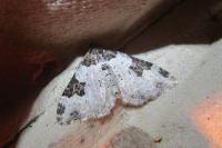 Xanthorhoe fluctuata