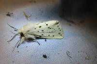 Spilosoma lubricipeda