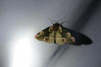 Thyatira batis