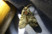 Drymonia ruficornis