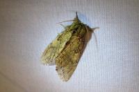 Peridea anceps