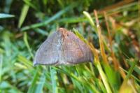Watsonalla binaria/uncinula
