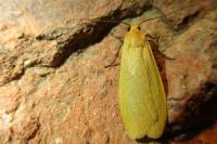 Wittia sororcula