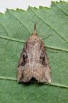 Hypena rostralis