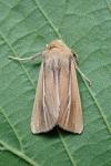 Mythimna litoralis