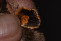 Noctua janthina
