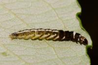 Helcystogramma triannulella