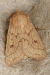 Mythimna vitellina