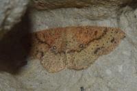 Cyclophora porata