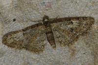 Eupithecia dodoneata