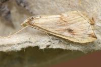 Evergestis forficalis
