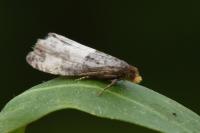 Notocelia cynosbatella