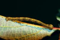 Campaea margaritaria