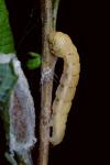 Cyclophora pendularia