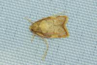 Carcina quercana