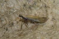 Aspilapteryx tringipennella