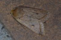 Leptologia macilenta