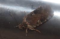 Agonopterix purpurea