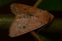 Leptologia macilenta