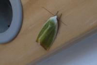 Earias clorana