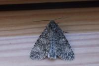Acronicta megacephala