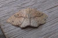 Cyclophora porata