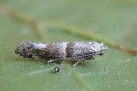 Cedestis subfasciella
