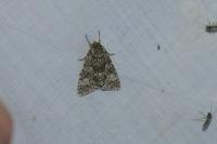 Acronicta megacephala
