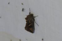 Autographa gamma