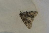 Acronicta megacephala