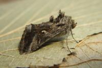 Autographa gamma