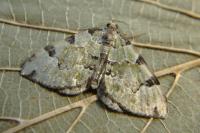 Colostygia pectinataria
