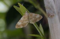 Perizoma flavofasciata