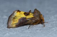 Diachrysia chrysitis/stenochrysis