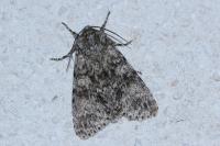 Acronicta megacephala