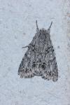 Acronicta aceris