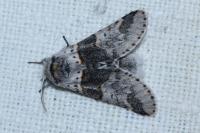 Furcula furcula