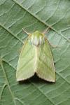 Pseudoips prasinanus