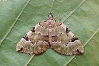 Colostygia pectinataria