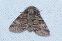 Gluphisia crenata