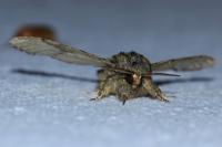 Peridea anceps