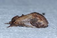 Notodonta ziczac