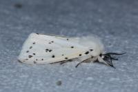 Spilosoma lubricipeda