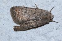 Caradrina clavipalpis