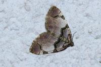 Anticlea derivata