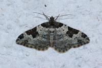 Xanthorhoe fluctuata