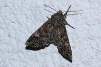 Mamestra brassicae