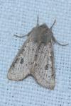 Orthosia gracilis