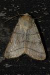 Charanyca trigrammica
